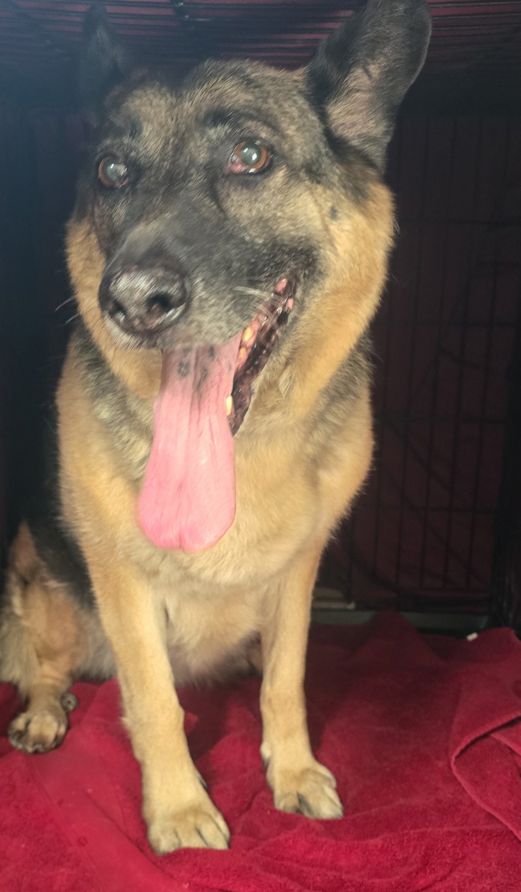 Shelter Stray Female Dog last seen Near Mira Mesa Boulevard, San Diego, CA, 92121, El Cajon, CA 92020, USA