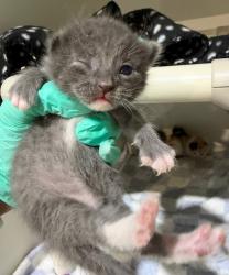 Shelter Stray Female Cat last seen Near S 50th Street, San Diego, CA, 92113, 5500 Gaines St, San Diego, CA 92110, USA
