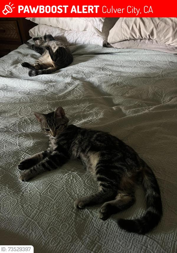 Lost Female Cat last seen Indian Wood / Jefferson, Culver City, CA 90230