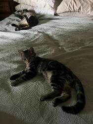 Lost Female Cat last seen Indian Wood / Jefferson, Culver City, CA 90230