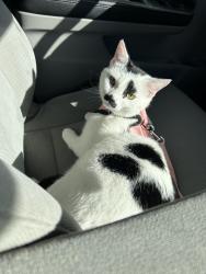 Lost Female Cat last seen Fort Bragg, Fayetteville, NC 28307