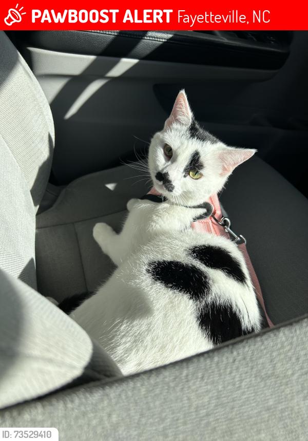 Lost Female Cat last seen Fort Bragg, Fayetteville, NC 28307