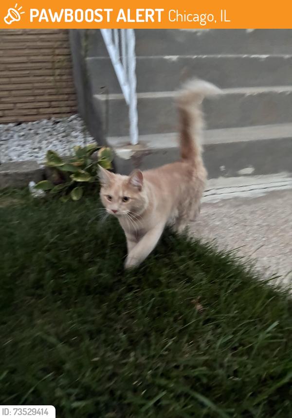 Found/Stray Unknown Cat last seen Harlem and Irving, Chicago, IL 60634