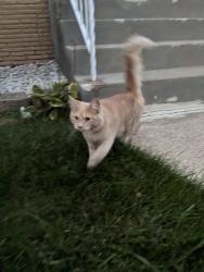 Found/Stray Unknown Cat last seen Harlem and Irving, Chicago, IL 60634