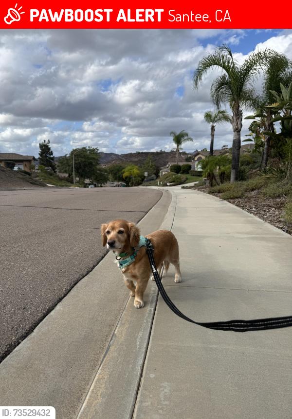 Lost Male Dog last seen Blackhorse dr & Northcote Rd, Santee, CA 92071