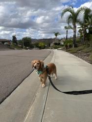 Lost Male Dog last seen Blackhorse dr & Northcote Rd, Santee, CA 92071