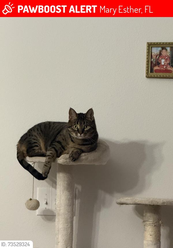 Lost Female Cat last seen Between Target and Benjarong Thai Cuisine, Mary Esther, FL 32569