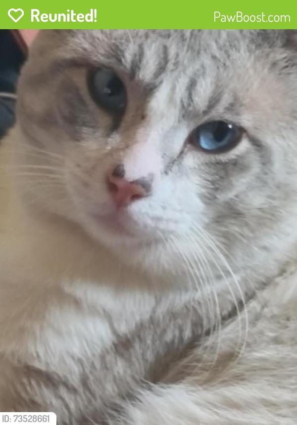 Reunited Male Cat last seen Near E Banyan Ct, Anaheim, CA 92806, USA, Anaheim, CA 92806