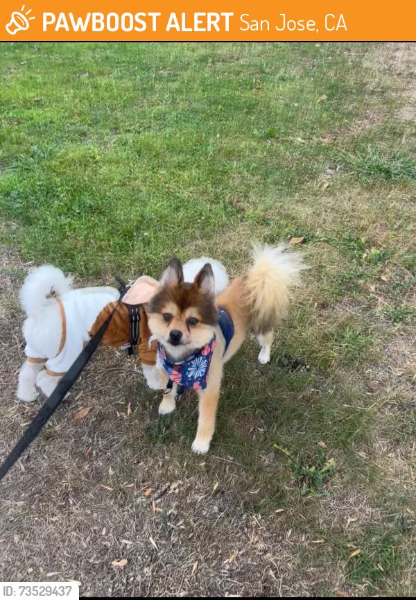 Found/Stray Male Dog last seen Vinci Park right next to the elementary, San Jose, CA 95131