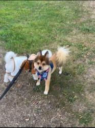 Found/Stray Male Dog last seen Vinci Park right next to the elementary, San Jose, CA 95131