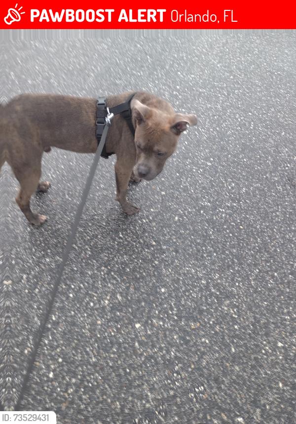 Lost Male Dog last seen Walmart on Princeton and john youg, Orlando, FL 32808