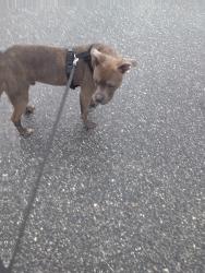 Lost Male Dog last seen Walmart on Princeton and john youg, Orlando, FL 32808