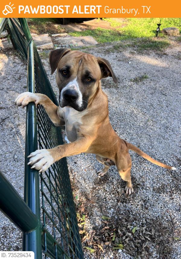 Found/Stray Male Dog last seen Front gate of OTS on valley ridge dr., Granbury, TX 76048