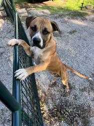 Found/Stray Male Dog last seen Front gate of OTS on valley ridge dr., Granbury, TX 76048