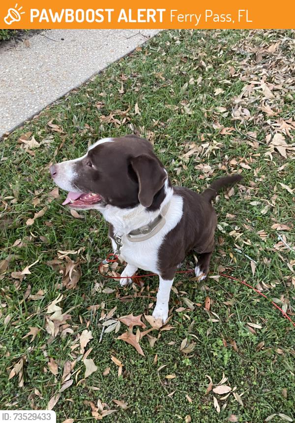 Found/Stray Male Dog last seen 9th Ave and Burtonwood Dr, Ferry Pass, FL 32514