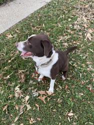 Found/Stray Male Dog last seen 9th Ave and Burtonwood Dr, Ferry Pass, FL 32514