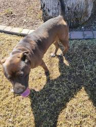 Reunited Male Dog last seen Near W 9TH ST TEMPE AZ 85281, Tempe, AZ 85281