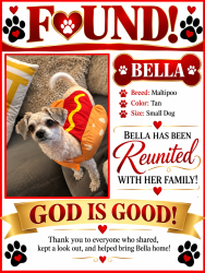 Reunited Female Dog last seen Queenstown Circle, Greensboro, NC 27407