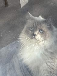 Reunited Female Cat last seen El Monte and Hydraulic by Mcdonald's, Wichita, KS 67216