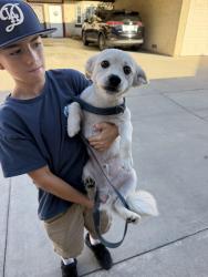 Found/Stray Male Dog last seen La Habra Blvd. and McPherson, La Habra, CA 90631