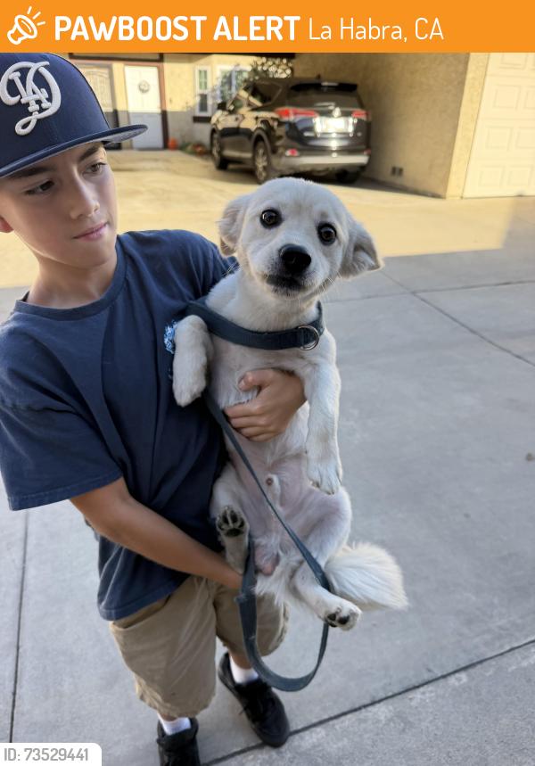 Found/Stray Male Dog last seen La Habra Blvd. and McPherson, La Habra, CA 90631