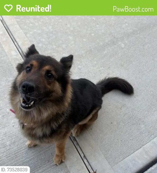 Reunited Female Dog last seen Eagle Creek Lane, Fort Bend County, TX 77469