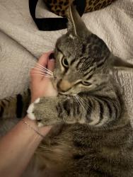 Reunited Male Cat last seen Macon rd & Houston levee, Cordova, TN 38018