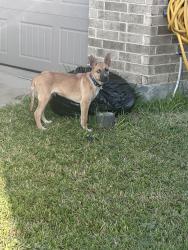 Found/Stray Male Dog last seen Bay Meadows Ln, Harris County, TX 77449