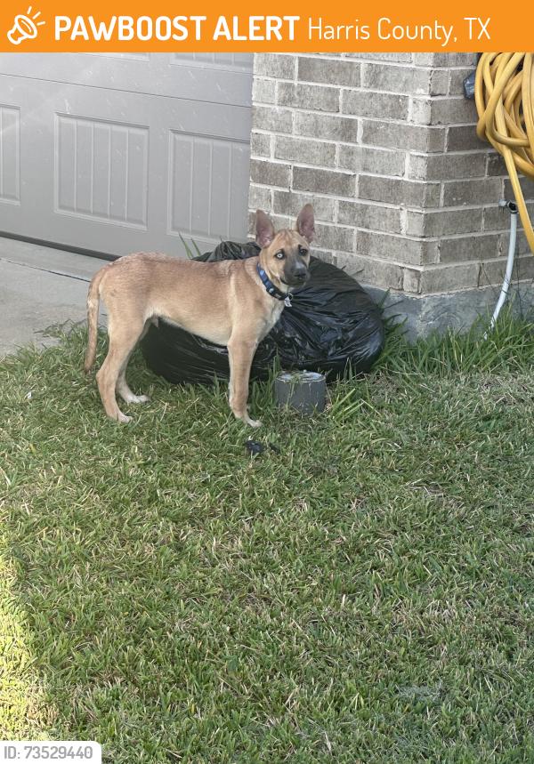 Found/Stray Male Dog last seen Bay Meadows Ln, Harris County, TX 77449