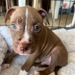 Shelter Stray Male Dog last seen , 3612 11th Ave, Los Angeles, CA 90018, USA