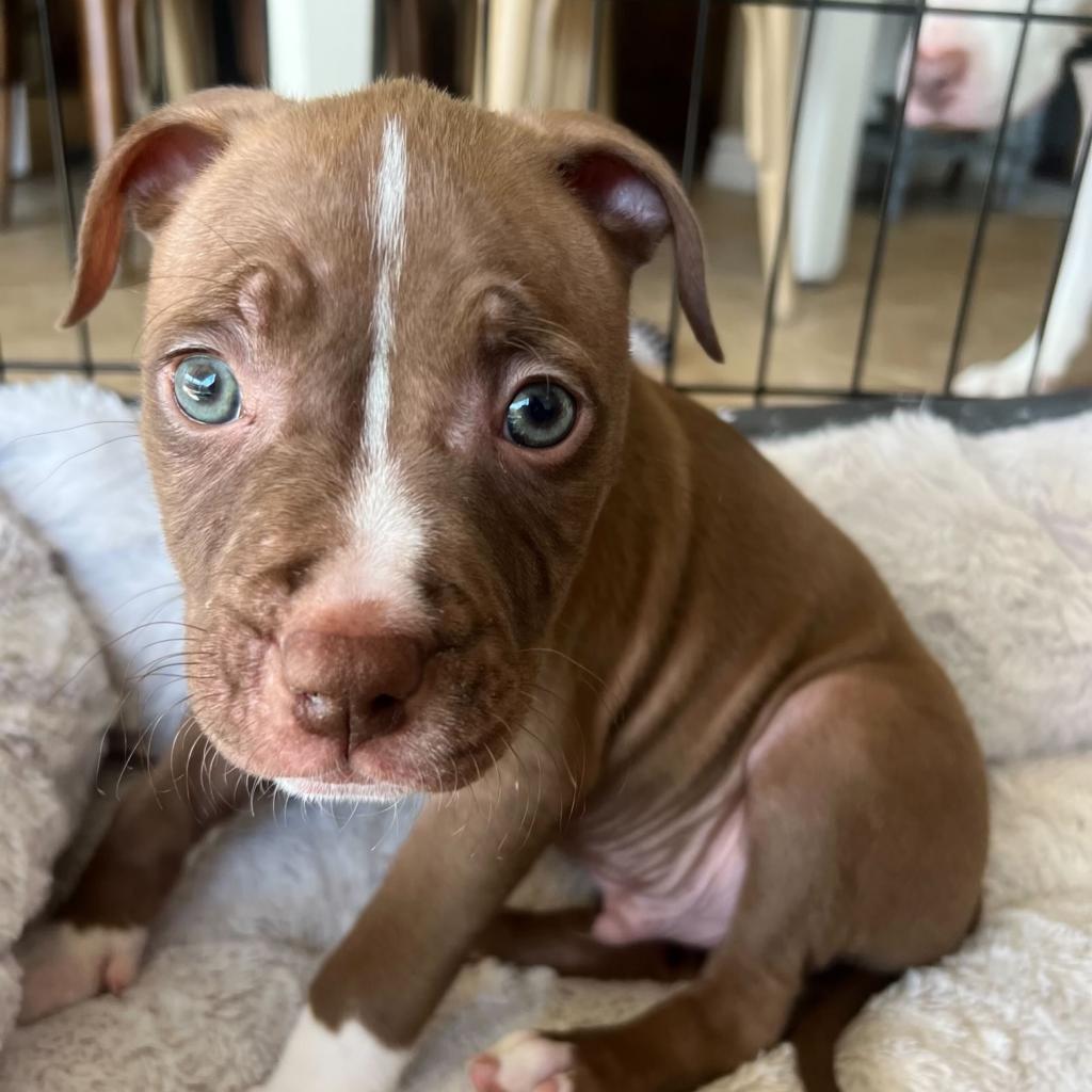 Shelter Stray Male Dog last seen , 3612 11th Ave, Los Angeles, CA 90018, USA
