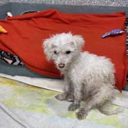 Shelter Stray Female Dog last seen , 12910 Yukon Ave, Hawthorne, CA 90250, USA