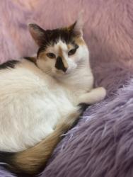 Lost Female Cat last seen Last seen near Loyola Academy, Wilmette, IL 60091