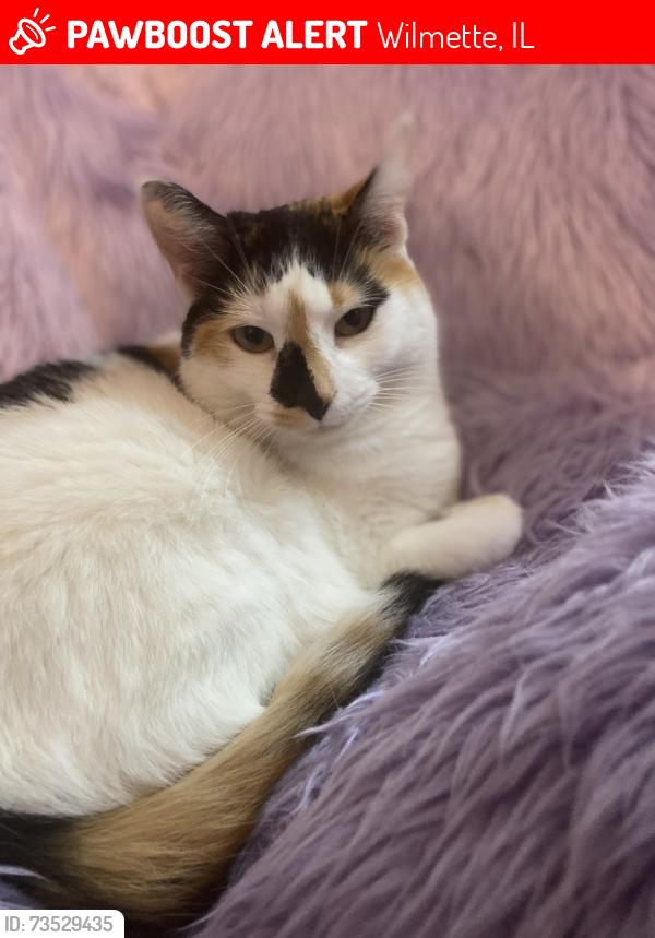 Lost Female Cat last seen Last seen near Loyola Academy, Wilmette, IL 60091