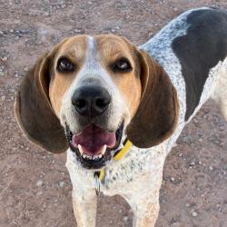 Shelter Stray Male Dog last seen , 1500 Idalia Rd NE, Bernalillo, NM 87004, USA