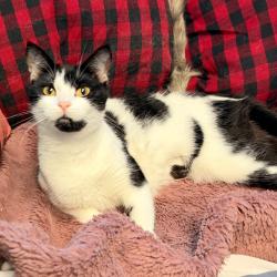 Shelter Stray Female Cat last seen , 8020 Washington St, Port Richey, FL 34668, USA