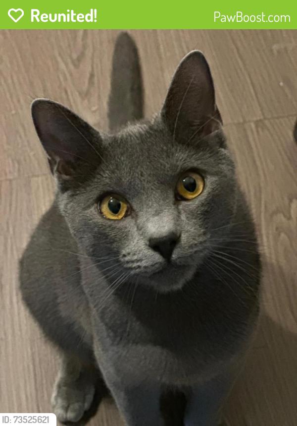Reunited Male Cat last seen 175th Ave and Saguaro Lane, Surprise, AZ 85388