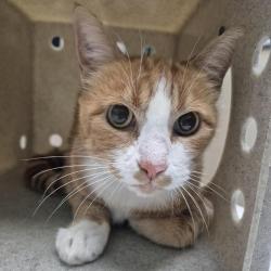 Shelter Stray Male Cat last seen , 2608 Center St, Tacoma, WA 98409, USA