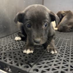 Shelter Stray Unknown Dog last seen , 2350 Appling City Cove, Memphis, TN 38133, USA