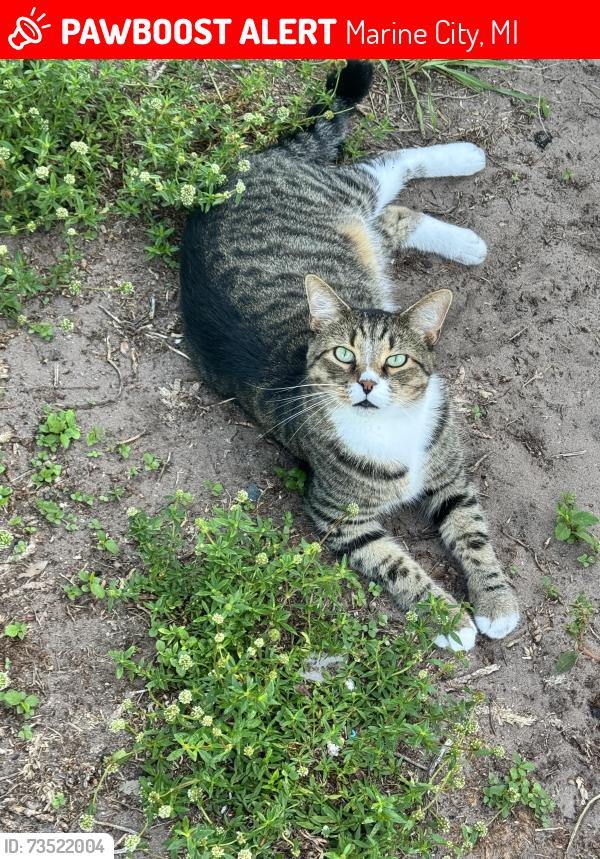 Lost Male Cat last seen Woodlawn cemetery, Marine City, MI 48039