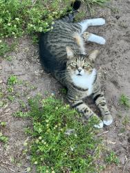 Lost Male Cat last seen Woodlawn cemetery, Marine City, MI 48039
