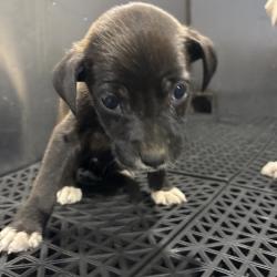 Shelter Stray Unknown Dog last seen , 2350 Appling City Cove, Memphis, TN 38133, USA