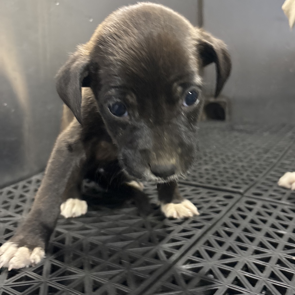 Shelter Stray Unknown Dog last seen , 2350 Appling City Cove, Memphis, TN 38133, USA