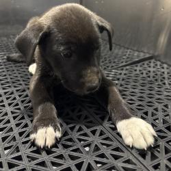 Shelter Stray Unknown Dog last seen , 2350 Appling City Cove, Memphis, TN 38133, USA