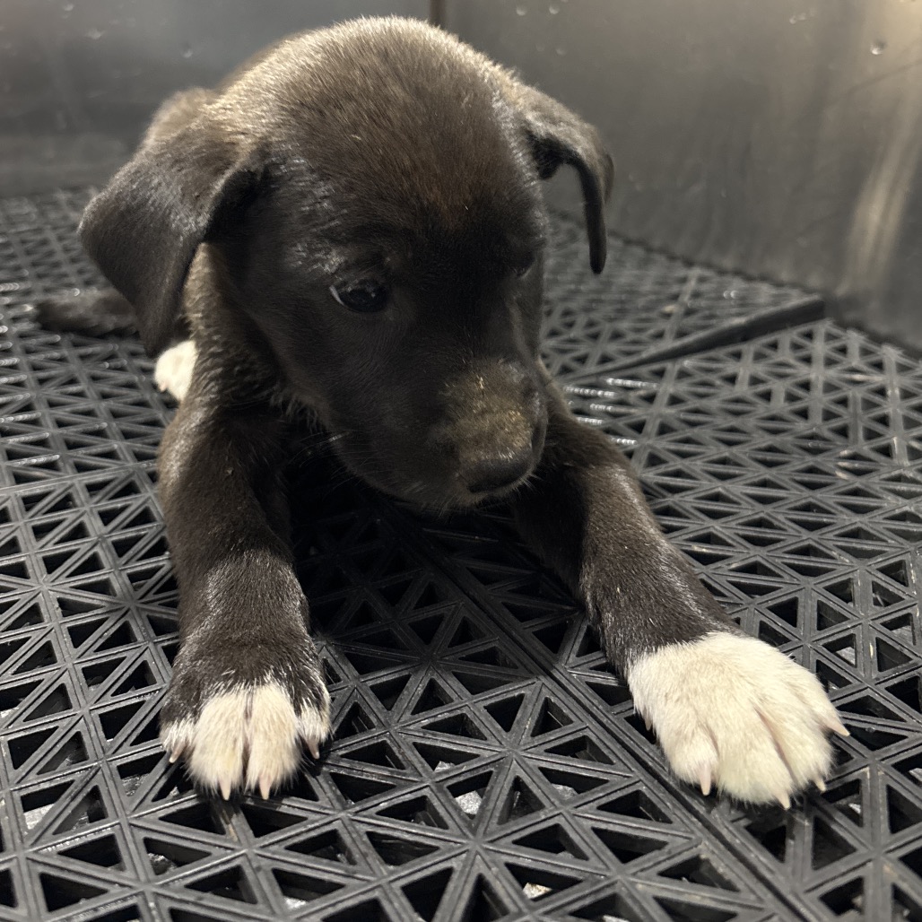 Shelter Stray Unknown Dog last seen , 2350 Appling City Cove, Memphis, TN 38133, USA