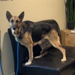 Shelter Stray Female Dog last seen , 361 S Raymond Ave, Pasadena, CA 91105, USA