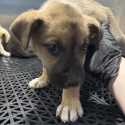 Shelter Stray Unknown Dog last seen , 2350 Appling City Cove, Memphis, TN 38133, USA