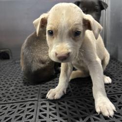 Shelter Stray Unknown Dog last seen , 2350 Appling City Cove, Memphis, TN 38133, USA