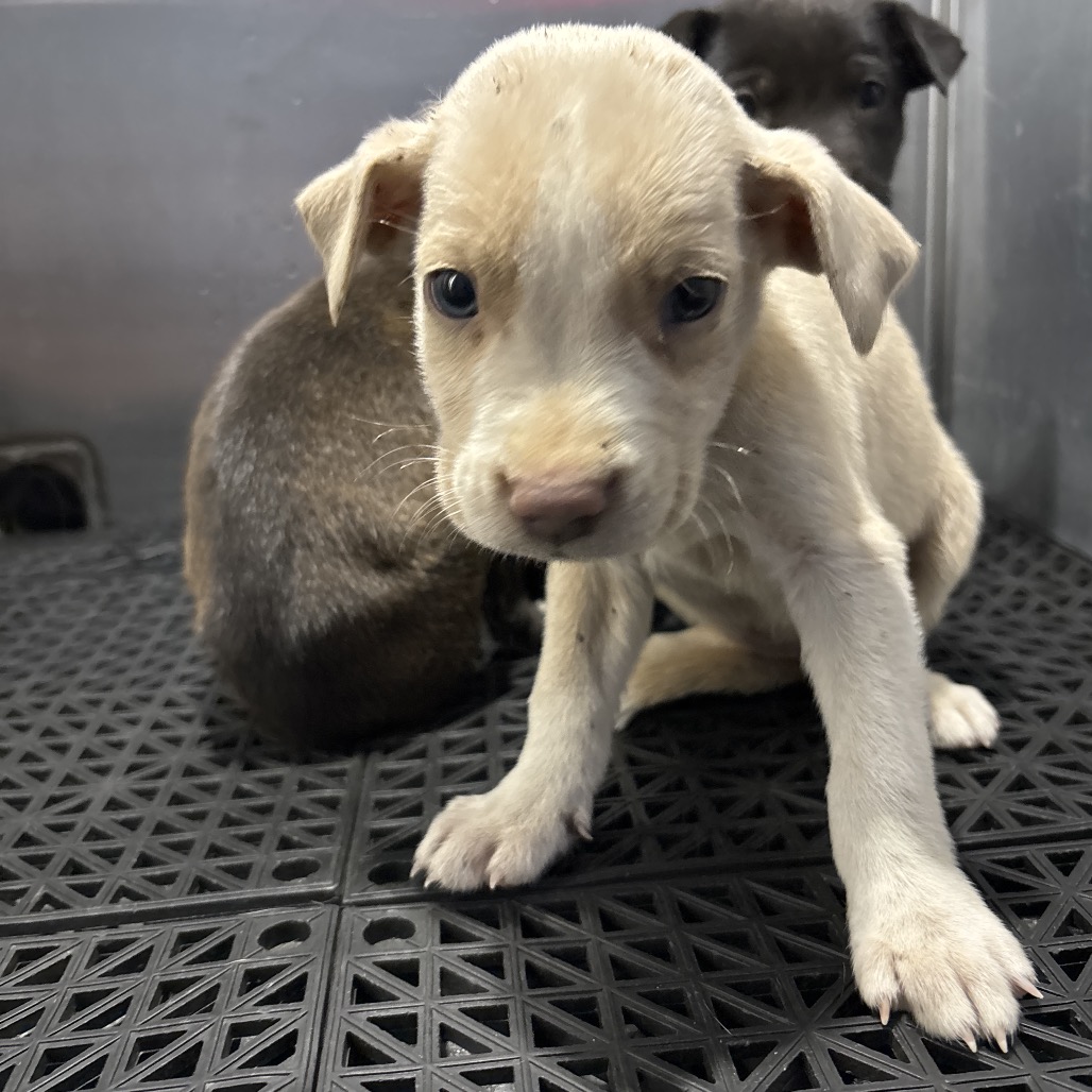 Shelter Stray Unknown Dog last seen , 2350 Appling City Cove, Memphis, TN 38133, USA