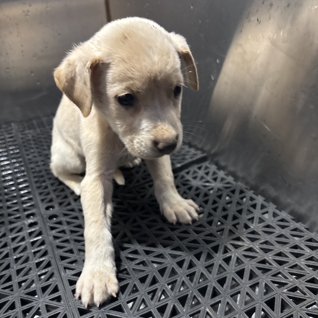 Shelter Stray Unknown Dog last seen , 2350 Appling City Cove, Memphis, TN 38133, USA